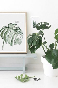植物只能放陽(yáng)臺(tái)?看看這些盆栽，室內(nèi)也擁有綠色